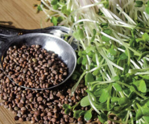 activities for summer vacation - grow your own salad