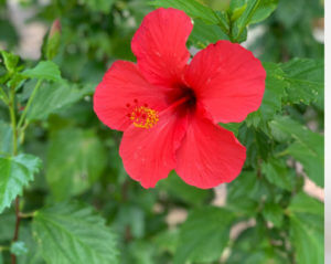 Mallow Hibiscus Cooler