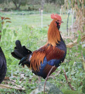 poultry flock