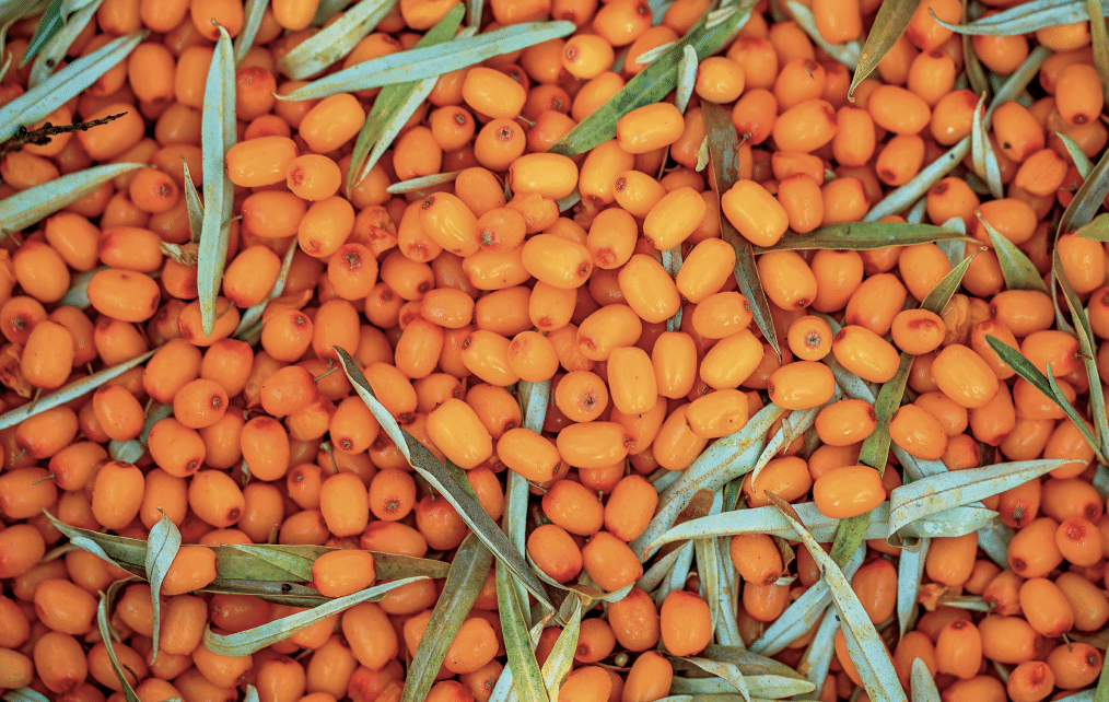 Pile of small orange sea buckthorn berries with slender gray-green leaves scattered around them.