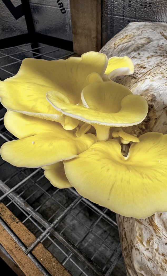 Oyster Mushrooms on Straw