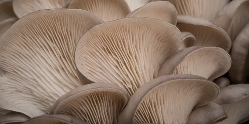 oyster mushrooms