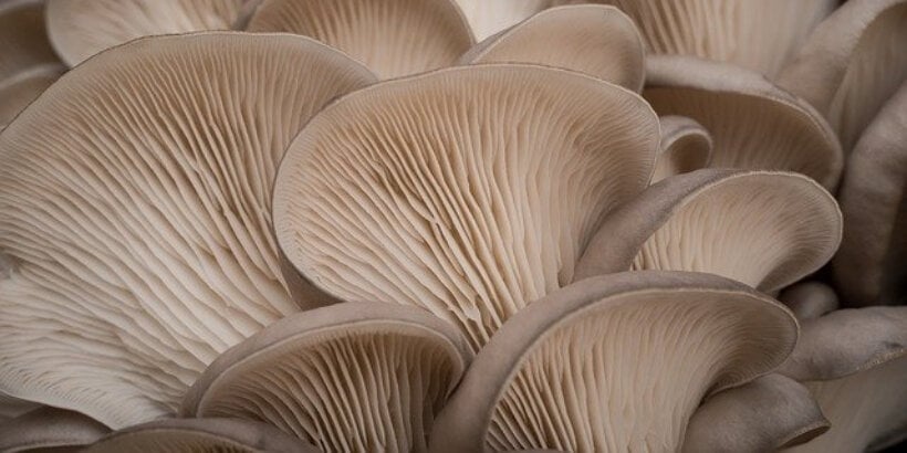 Mushroom Manufacturing Plant In Pune