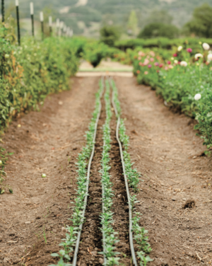 flower farm