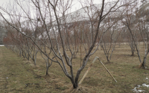 peach fruit trees