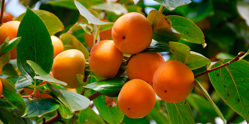 persimmon vinegar