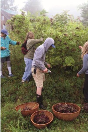 picking elderberries