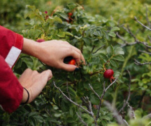 foraging recipes and tips