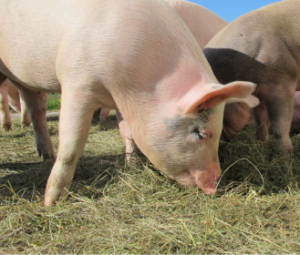 demand for real meat