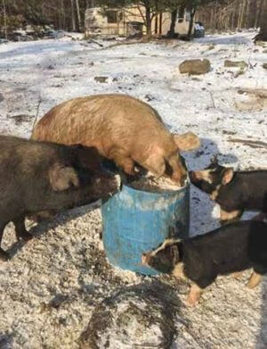 pigs eating out of a barrel