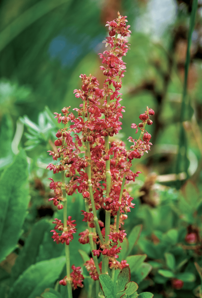 Tall pink flower spikes with small blossoms rising among green garden foliage.