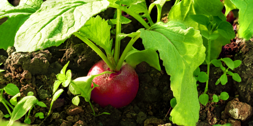 The right way to Develop Wholesome Crops: Strengthening Your Farm or Backyard’s Immune System