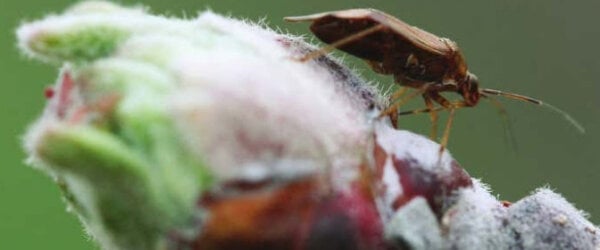 insects on fruit trees - plant bugs