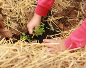 October garden planning