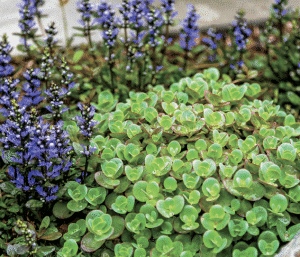 Garden bed with tall purple lavender flowers and dense green succulent ground cover.