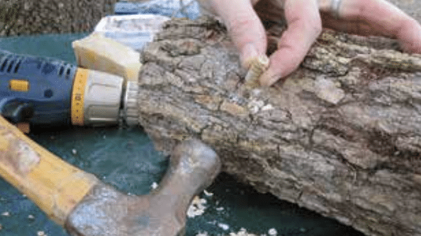 outdoor mushroom cultivation - plug-in