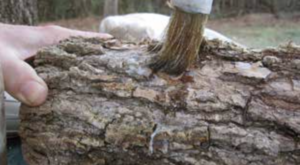 growing mushrooms outdoors - plug cover