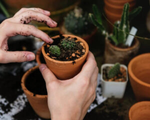 starting plants