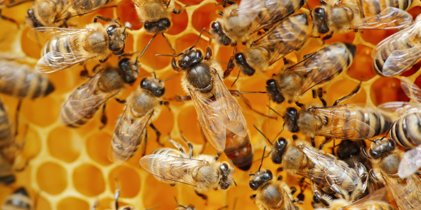 The Role of the Queen Bee - PerfectBee