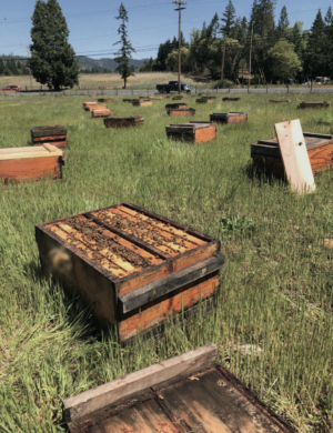 queen bee rearing - hives