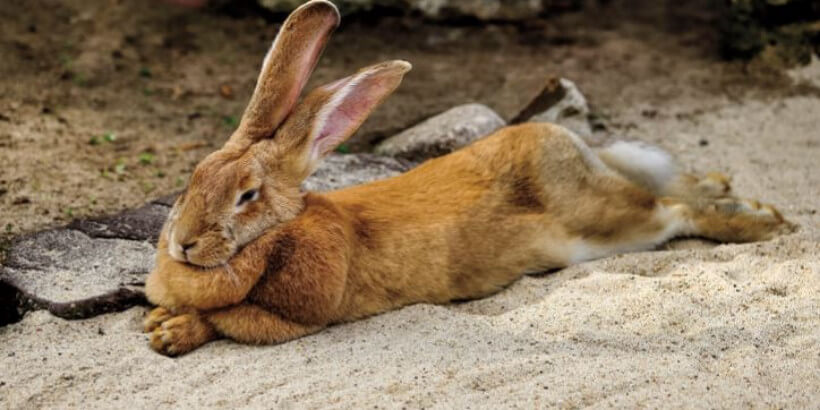 Flemish Giants