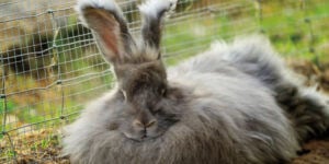 Angoras rabbit