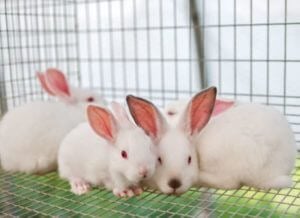 three white rabbits in a cage
