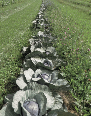 red clover weed suppression