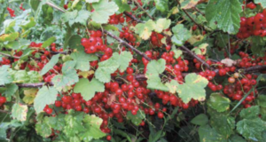 red currant