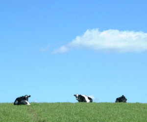 cows