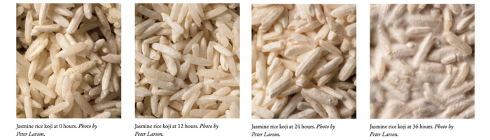 rice which