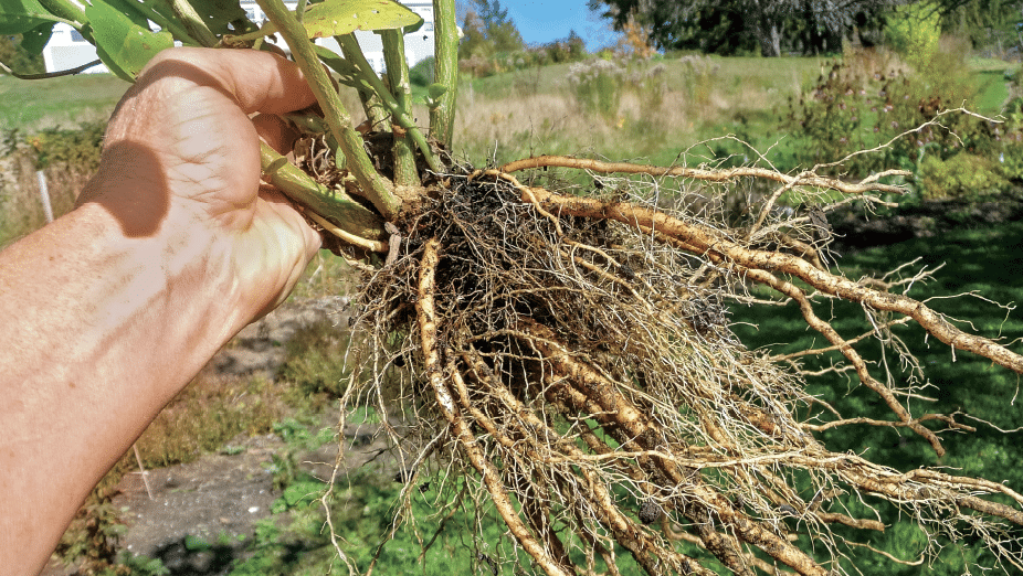 Hand holding a plant with a large network of exposed roots, soil, and green stems against a garden background.