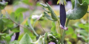 blue podded peas