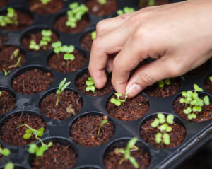 starting plants