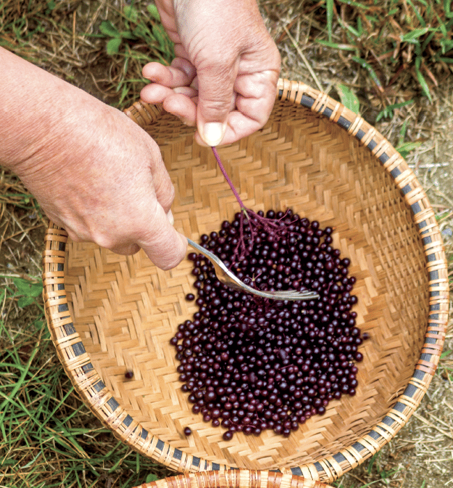 Hands harvest purple berries into a woven basket using a spoon and twig handle.