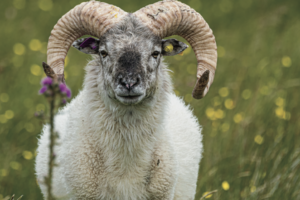 boreray sheep