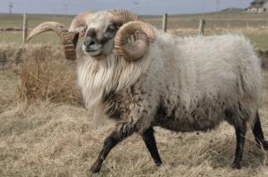 boreray sheep