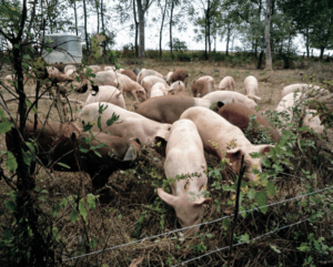 pigs grazing