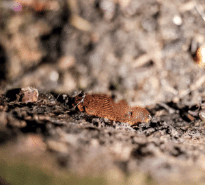 Brown slug crawling on dark soil in a garden, with a damp, earthy background.