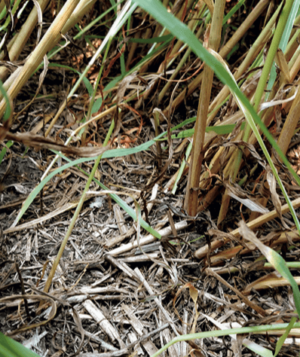 armoring for soil health