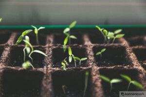 urban gardening