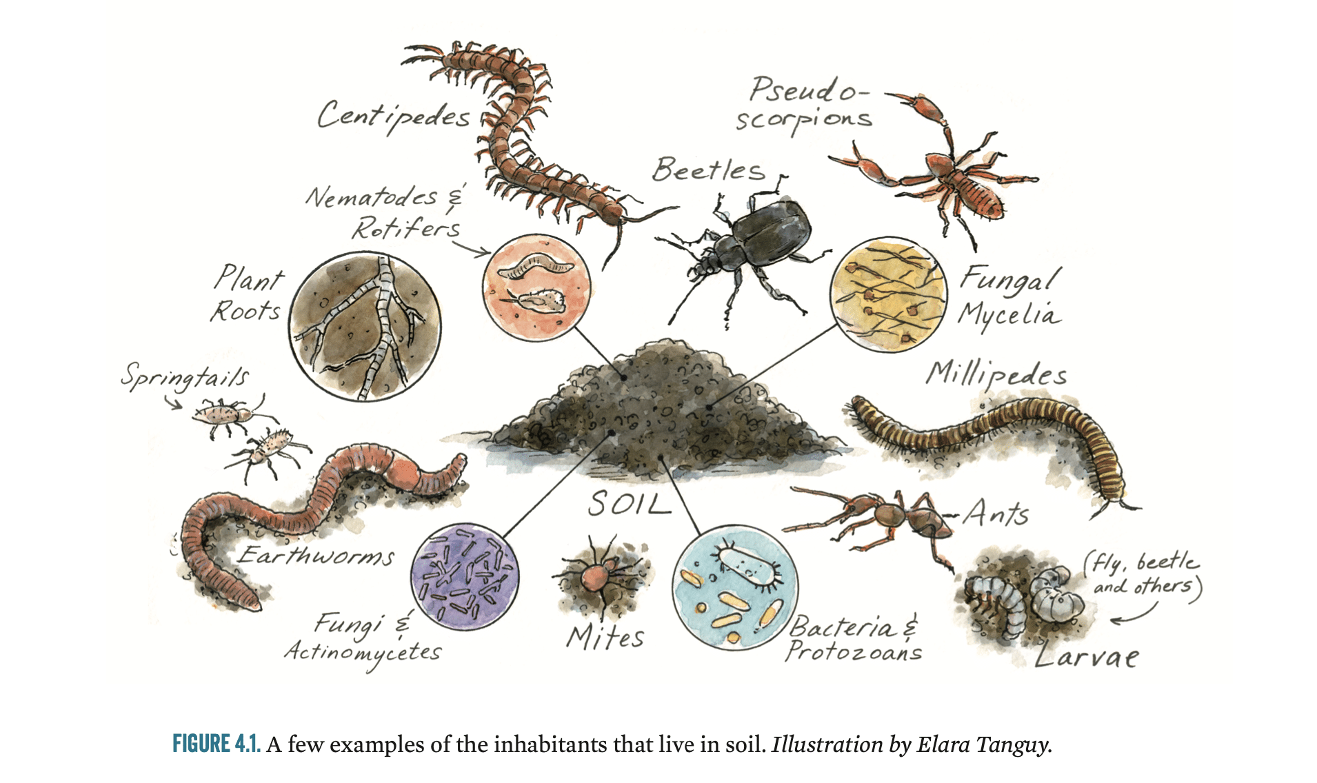 Soil Is Alive What Lives In Our Soil?