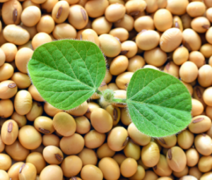 growing soybeans to fight manufactured food