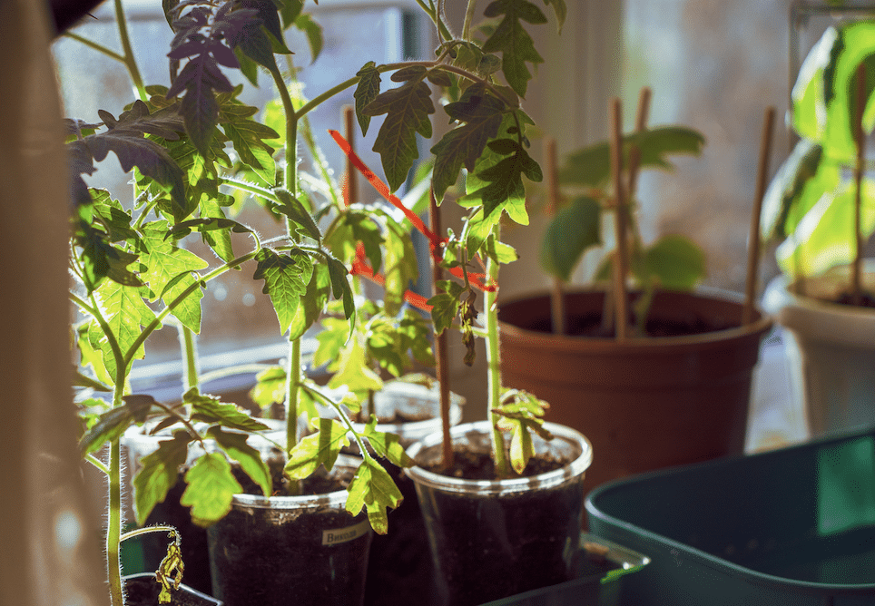 Sunlit windowsill with tomato plants in small pots supported by wooden stakes.
