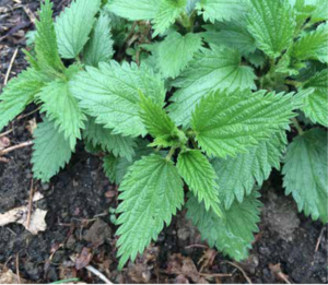 stinging nettles