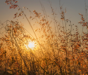 using sunlight to fight manufactured food