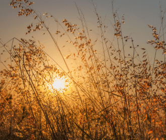 using sunlight to fight manufactured food