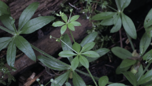 galium growing