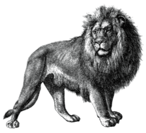 lion