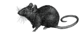 rat